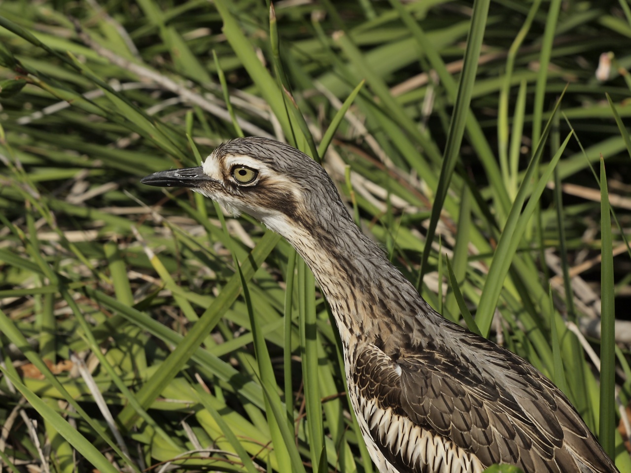 Screaming Bird Birds In Backyards Screaming Bird Birds In Backyards
