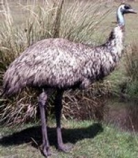 emu birds in backyards