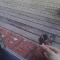 1wattlebird's picture 1wattlebird's picture