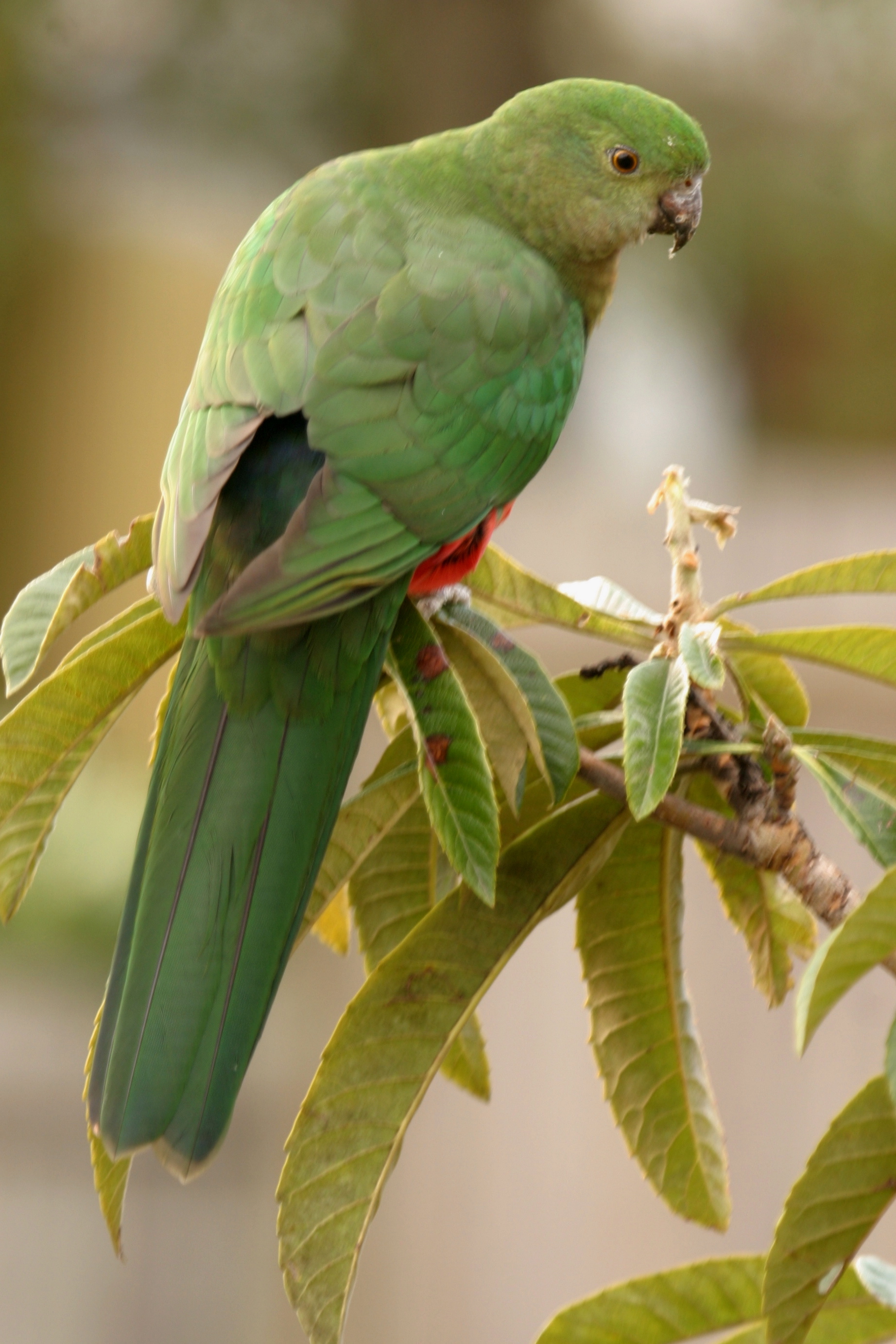 meget forretning Implement Australian King-Parrot | BIRDS in BACKYARDS
