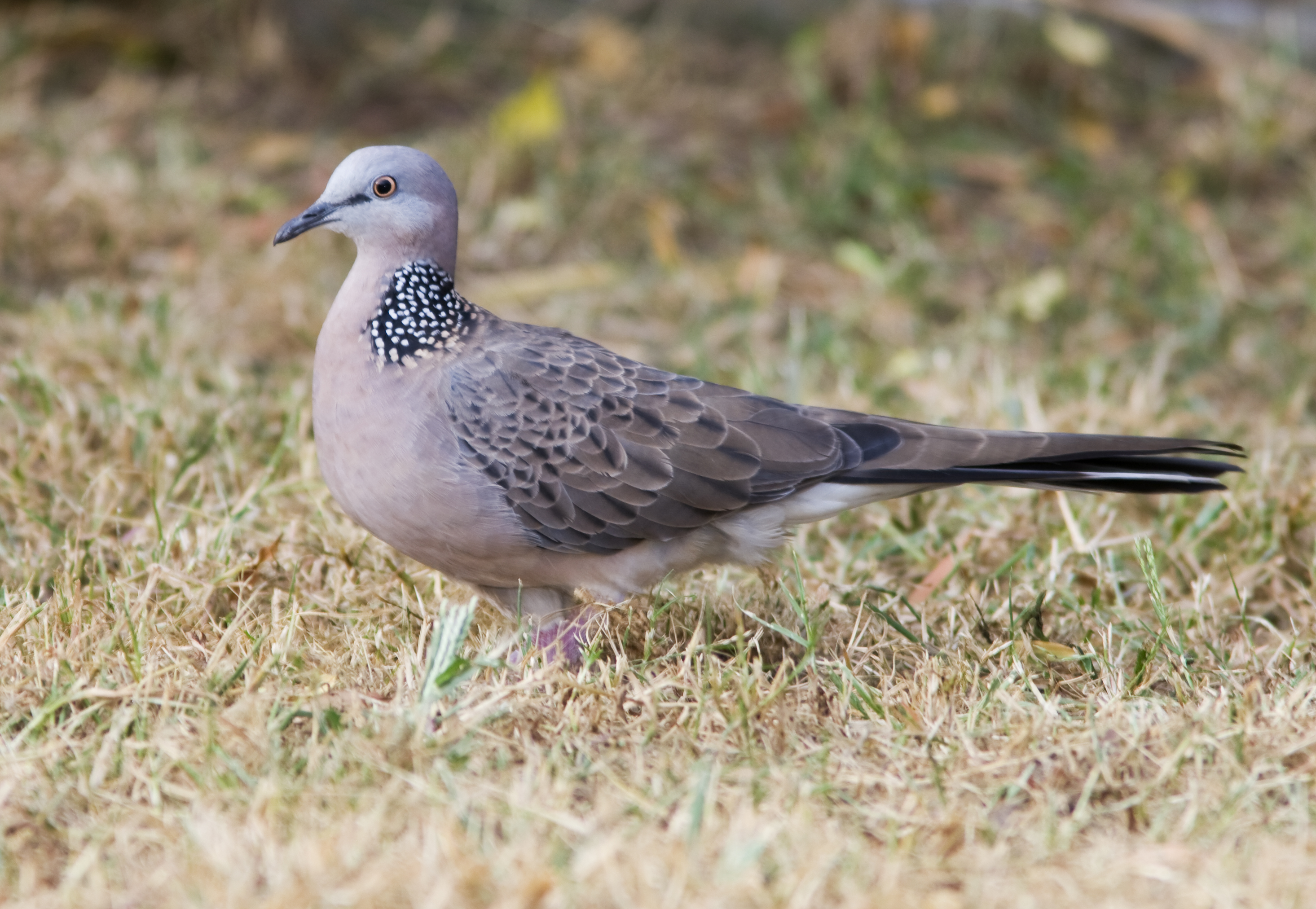 Doves & Pigeons – Nature in Novato