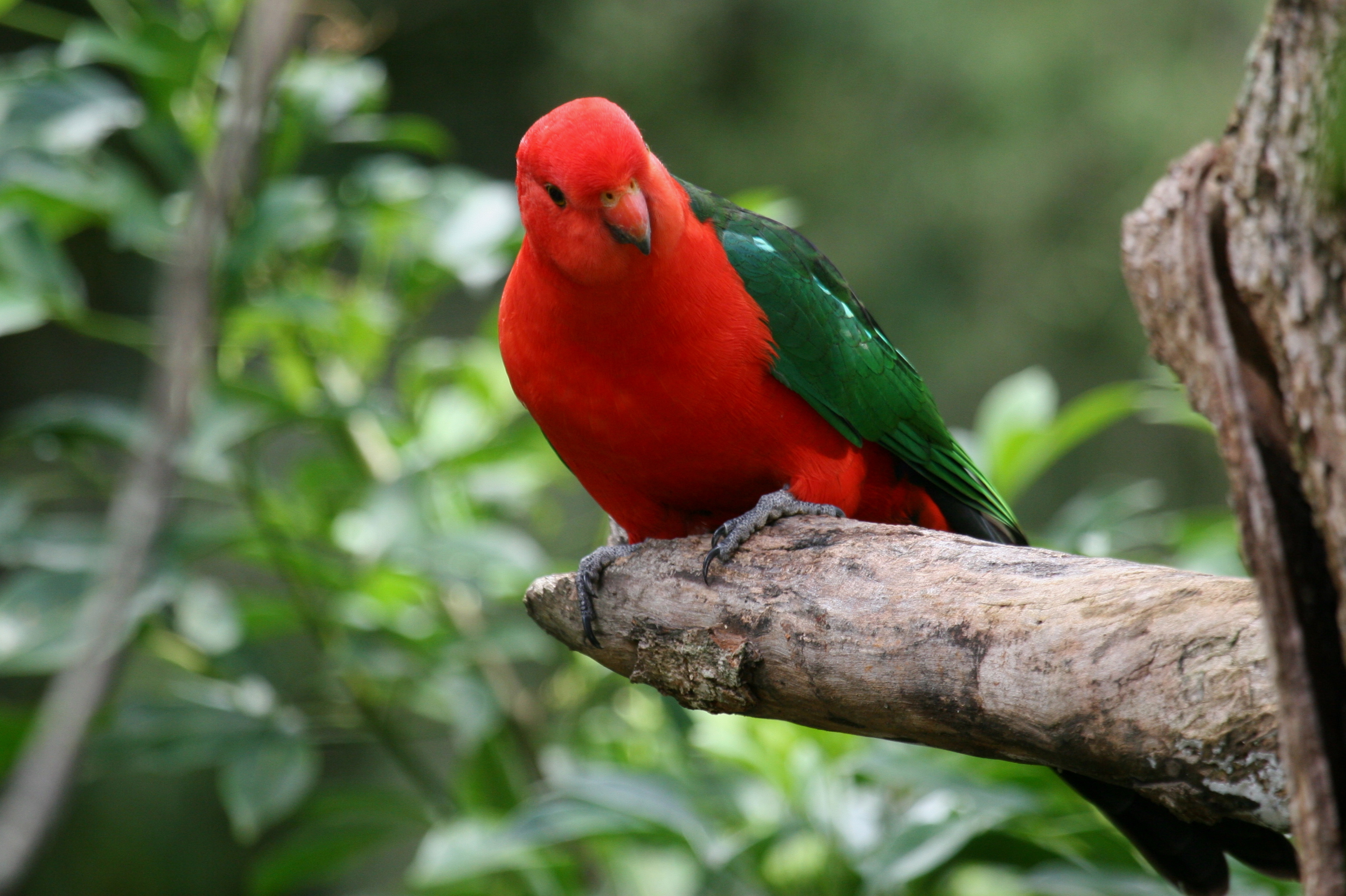 Australian King-Parrot | BIRDS in BACKYARDS