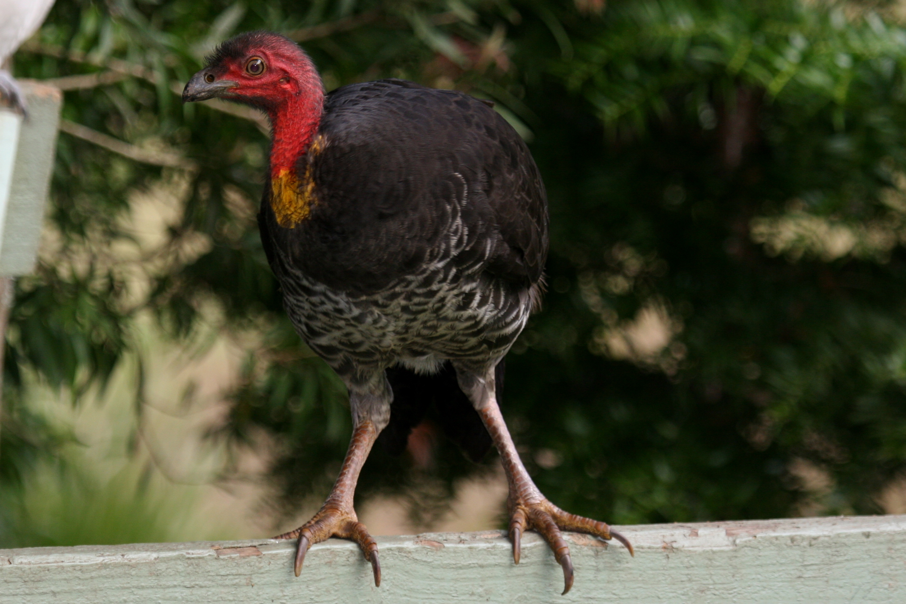 Spil destillation Teasing Australian Brush-turkey | BIRDS in BACKYARDS