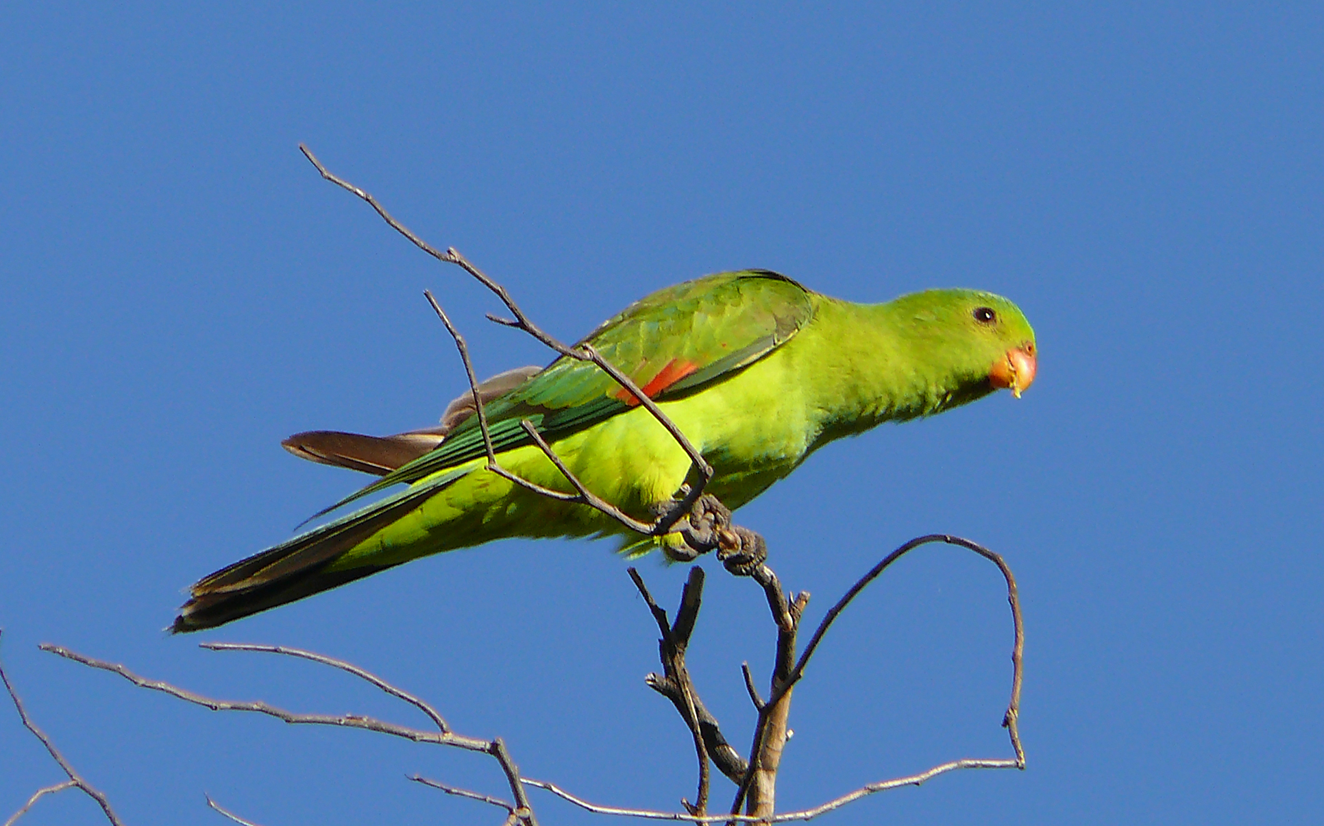 Red-winged Parrot | BIRDS in BACKYARDS