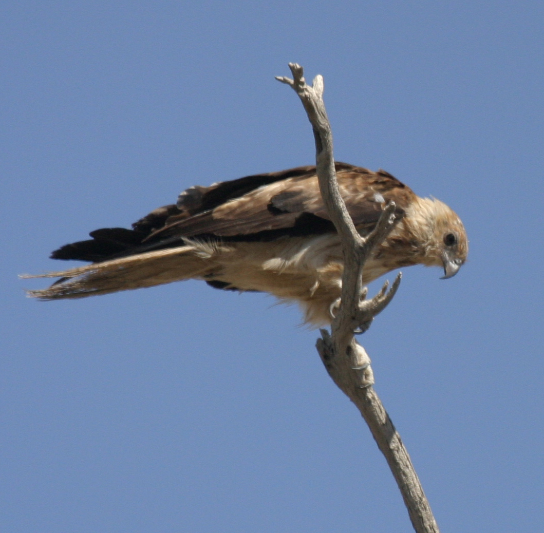 Whistling Kite | BIRDS in BACKYARDS