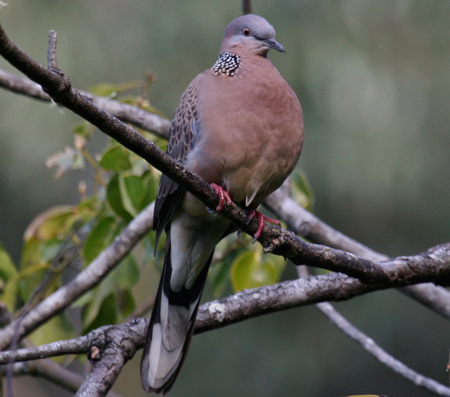 Spotted Dove | BIRDS in BACKYARDS