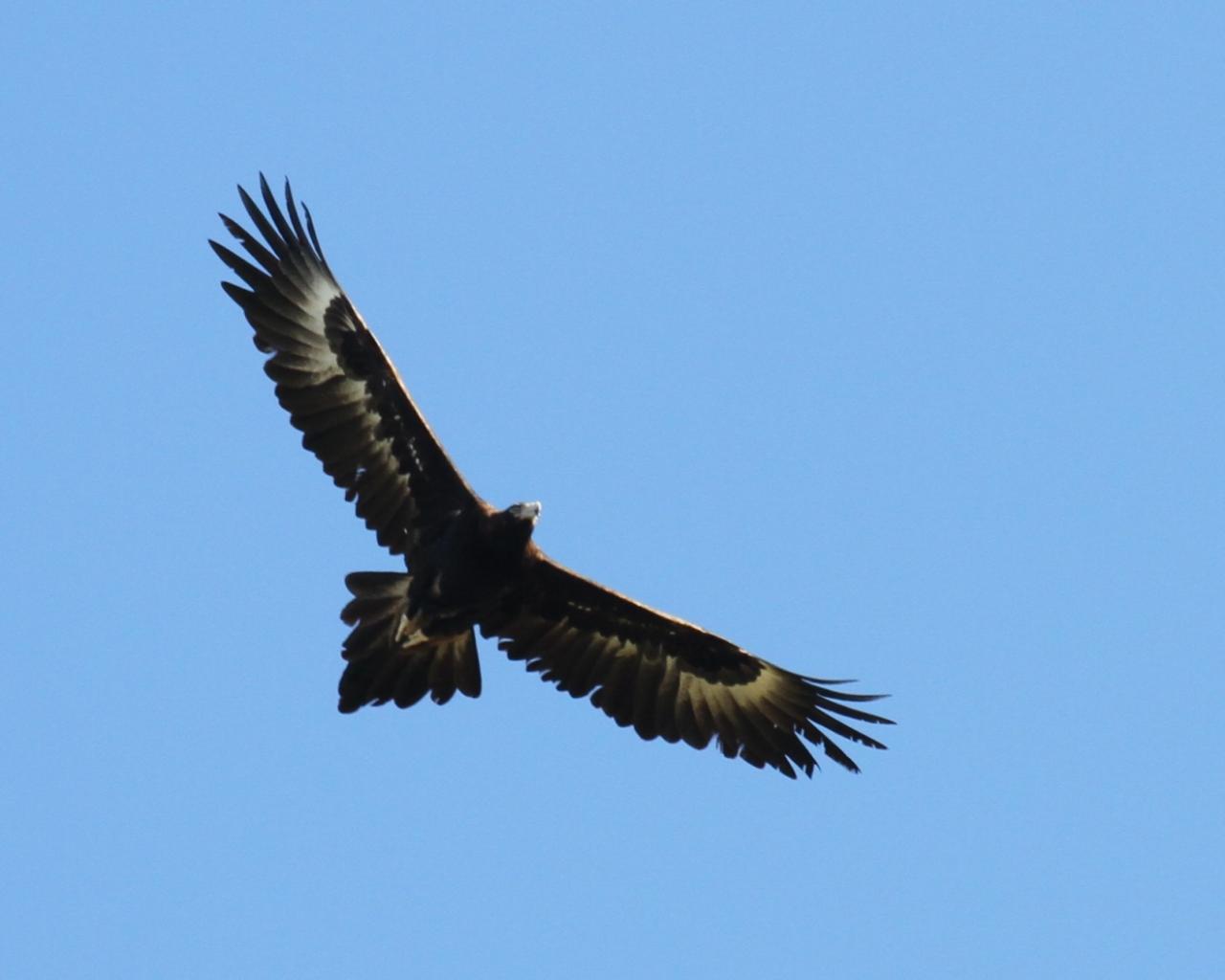Wedge-tailed eagle and little falcon | BIRDS in BACKYARDS