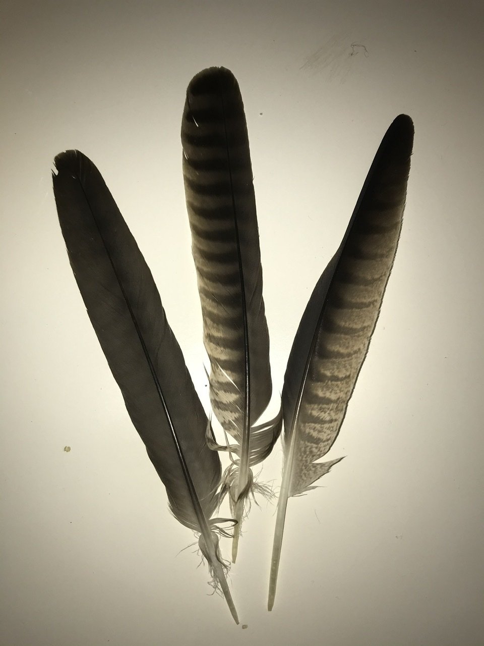 Types of Bird Feathers - Use Shape to Identify Feathers 