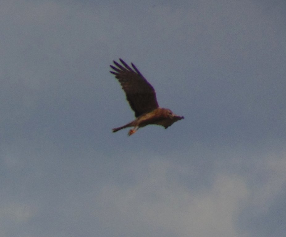 Raptor ID please | BIRDS in BACKYARDS