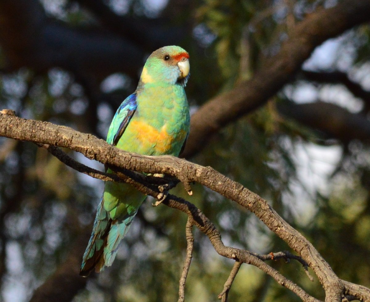 Bowra Wildlife Sanctuary | BIRDS in BACKYARDS