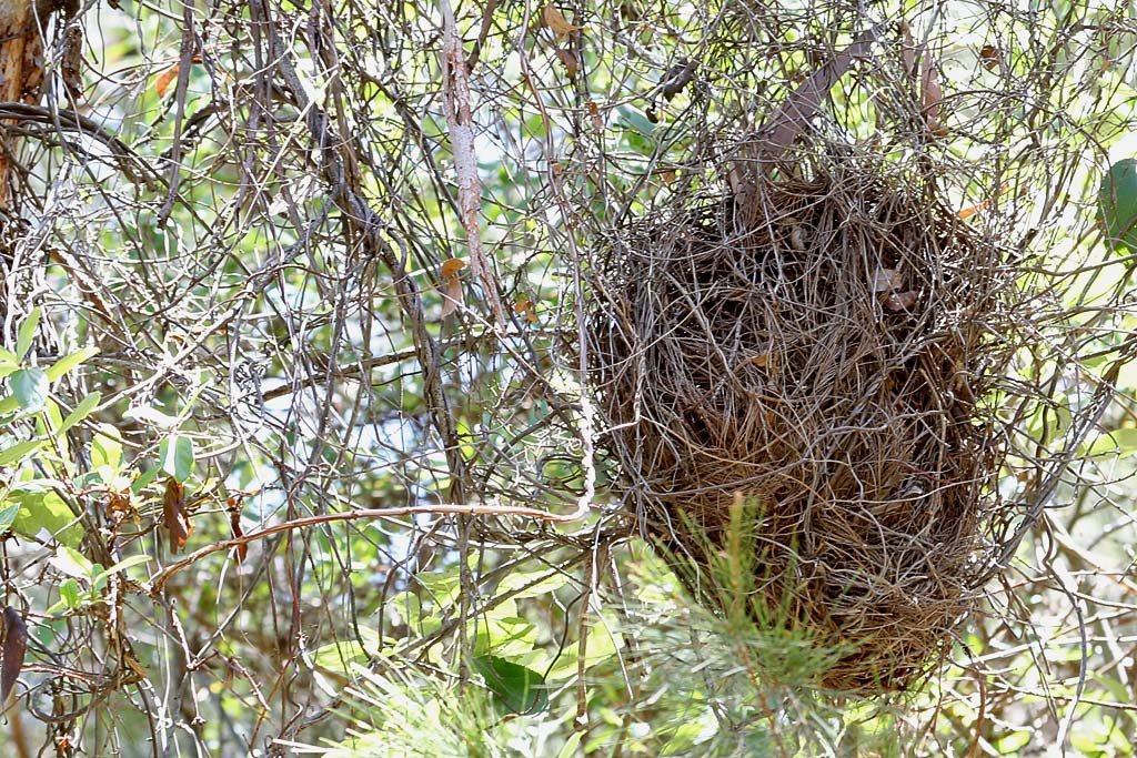 large-nest-birds-in-backyards