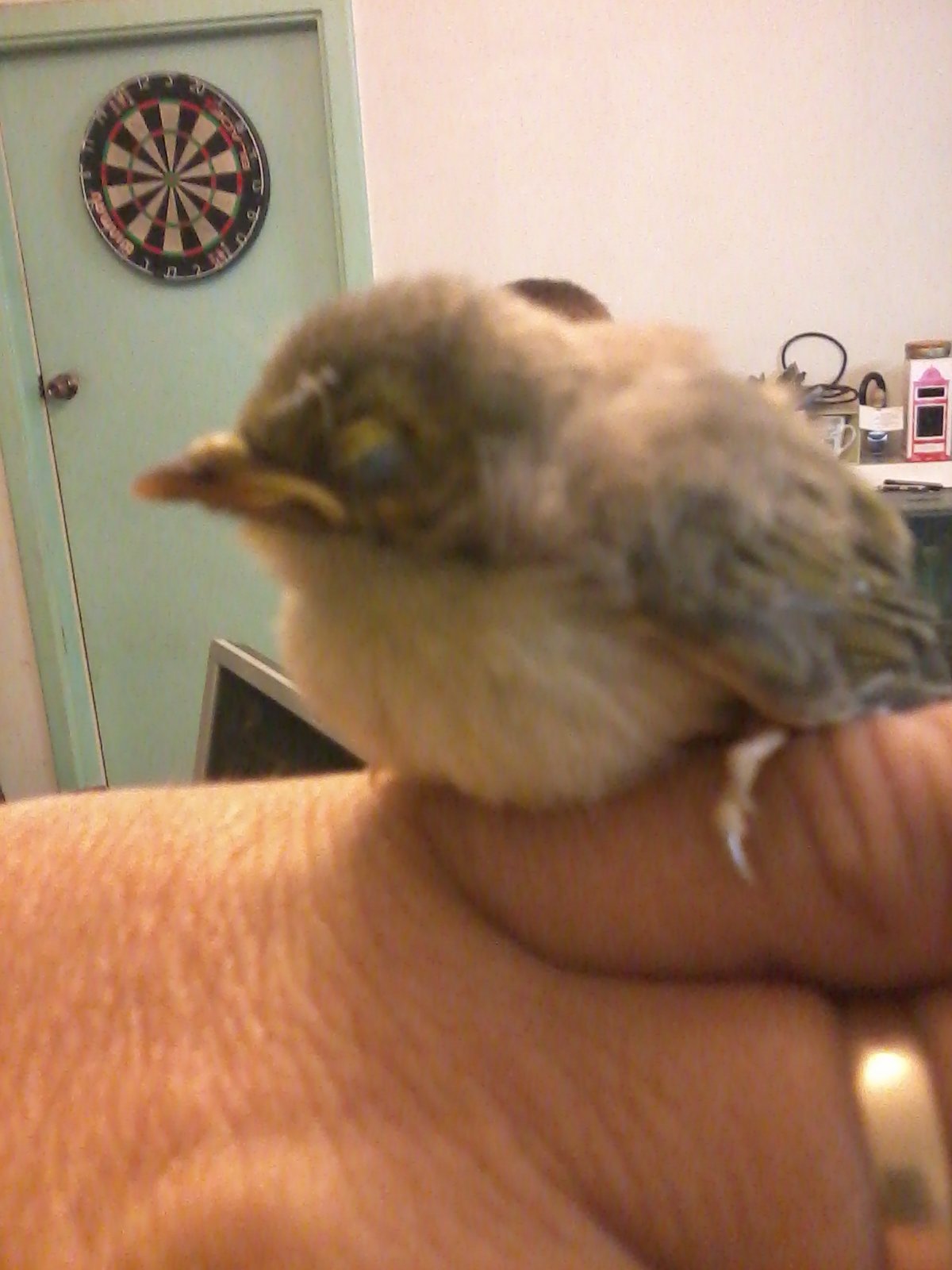 Rescue And Feeding Of Noisy Miner And Indian Mynah Birds Birds In Backyards