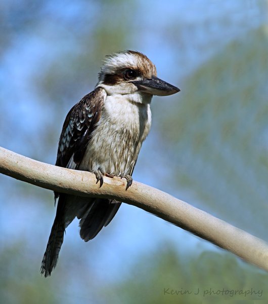 Kookaburra | BIRDS in BACKYARDS