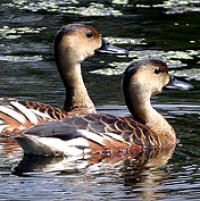 wandering whistling duck sound
