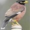 major myna's picture